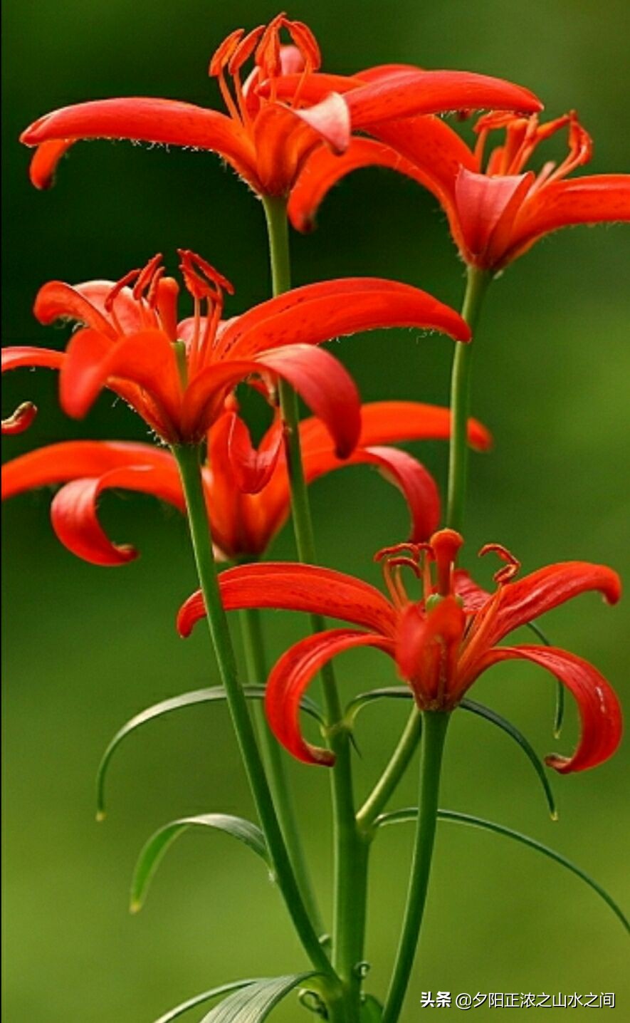 一路鲜花芬芳小说免费看,一路鲜花芬芳