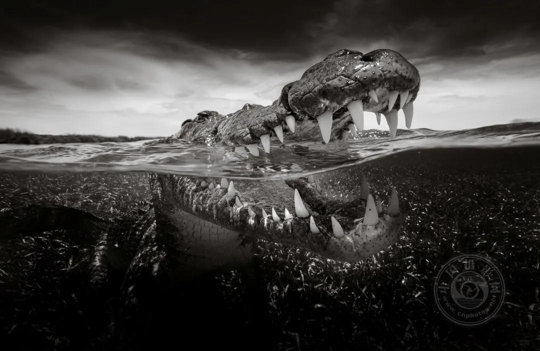 2022索尼世界摄影大赛自然类 (索尼世界摄影大赛自然组作品精选)