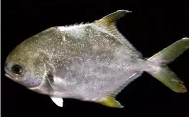 鱼类寄生虫有哪些,鱼类寄生虫的科普知识