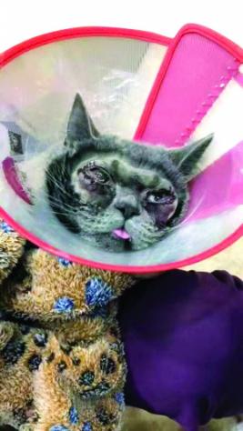 猫咪有哪些必须做的手术,猫咪的残忍手术