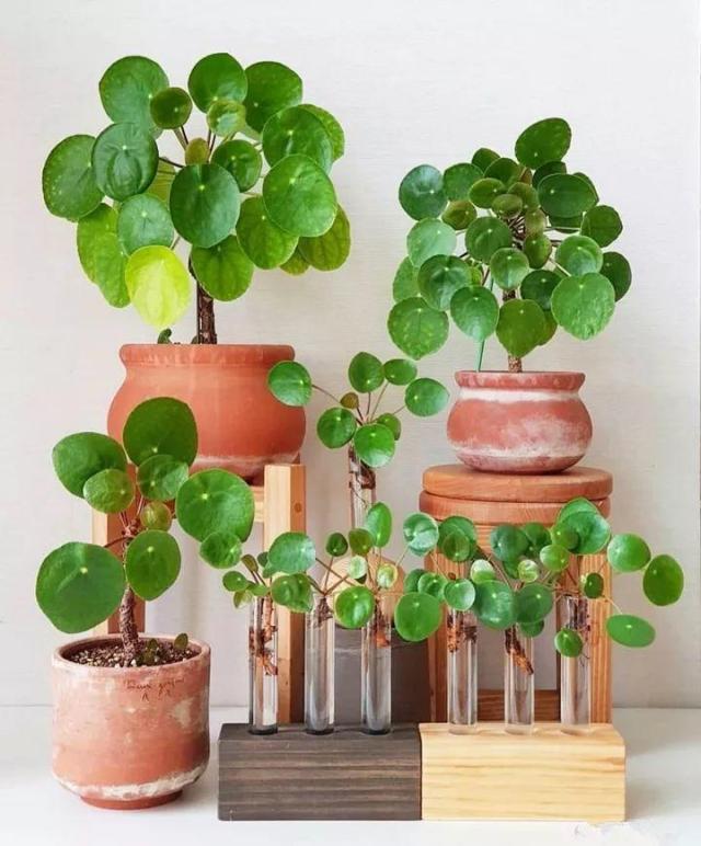 客厅散光适合养什么花,什么花适合常年放在散光阴凉处