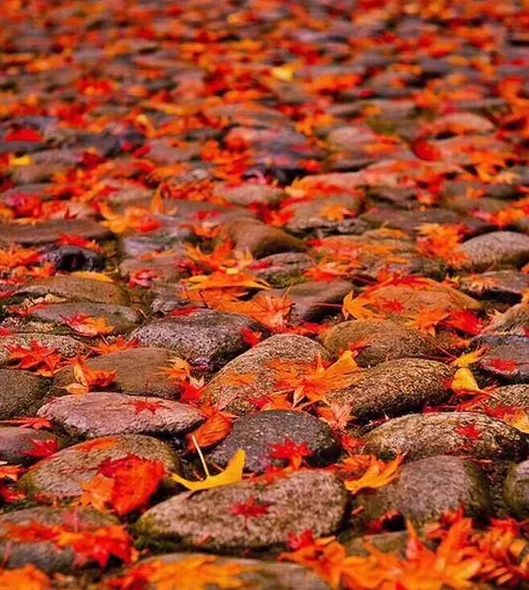 秋天最值得去的四个地方,秋天全部的风景
