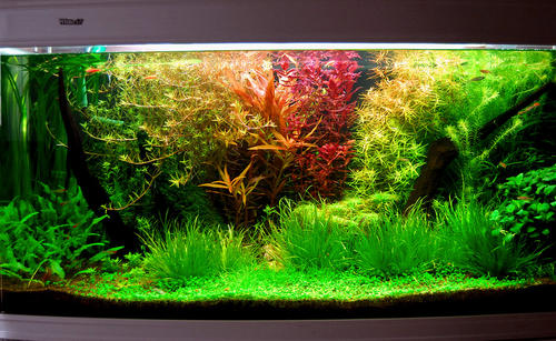 水族缸的乐趣,水草缸动物的日常生活