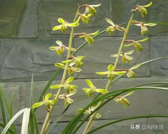 长寿梅蕙兰怎么种植,蕙兰老八种兰花哪一种最好