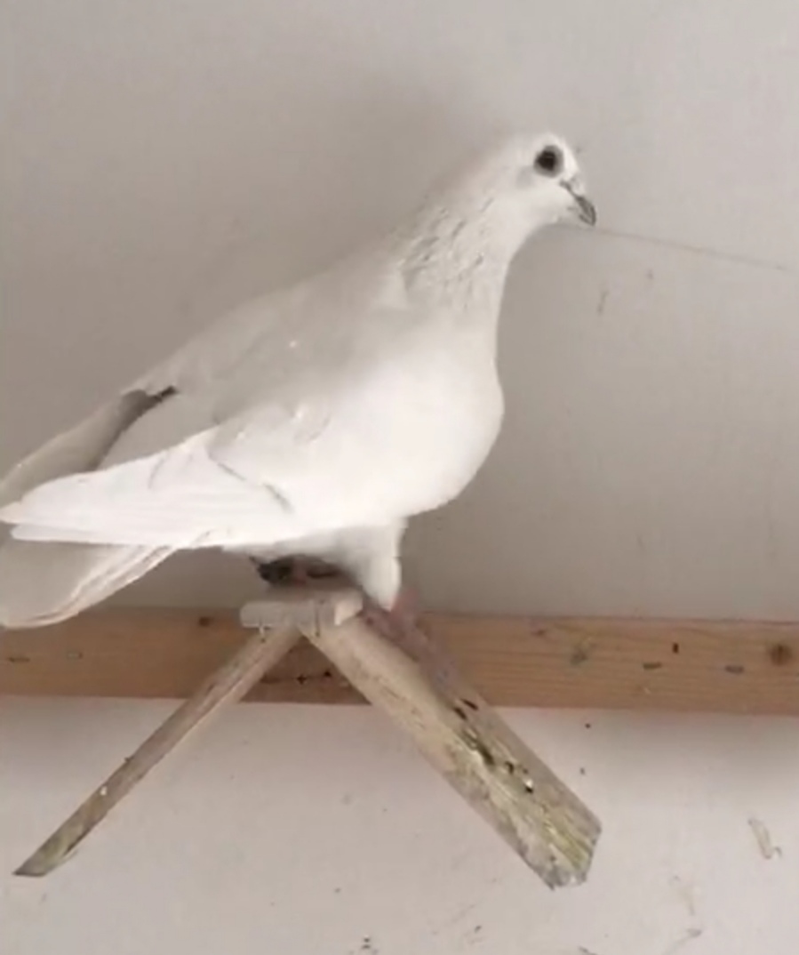 博鸽养鸽子教程视频,牧鸽人博博最新视频