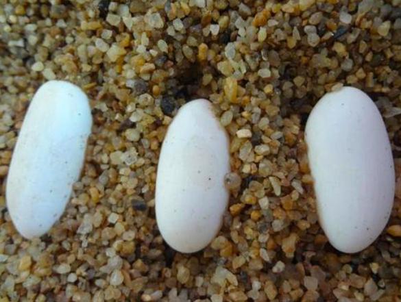 正在进化中的神奇物种,科学家发现的奇妙物种