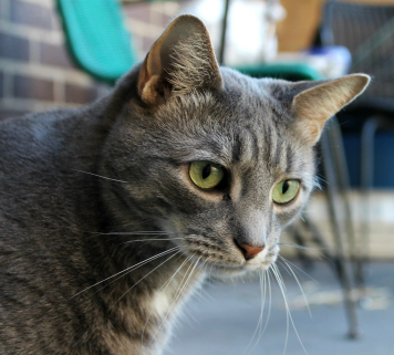 怎么给猫咪拍出好看的照片,怎样给猫拍照片