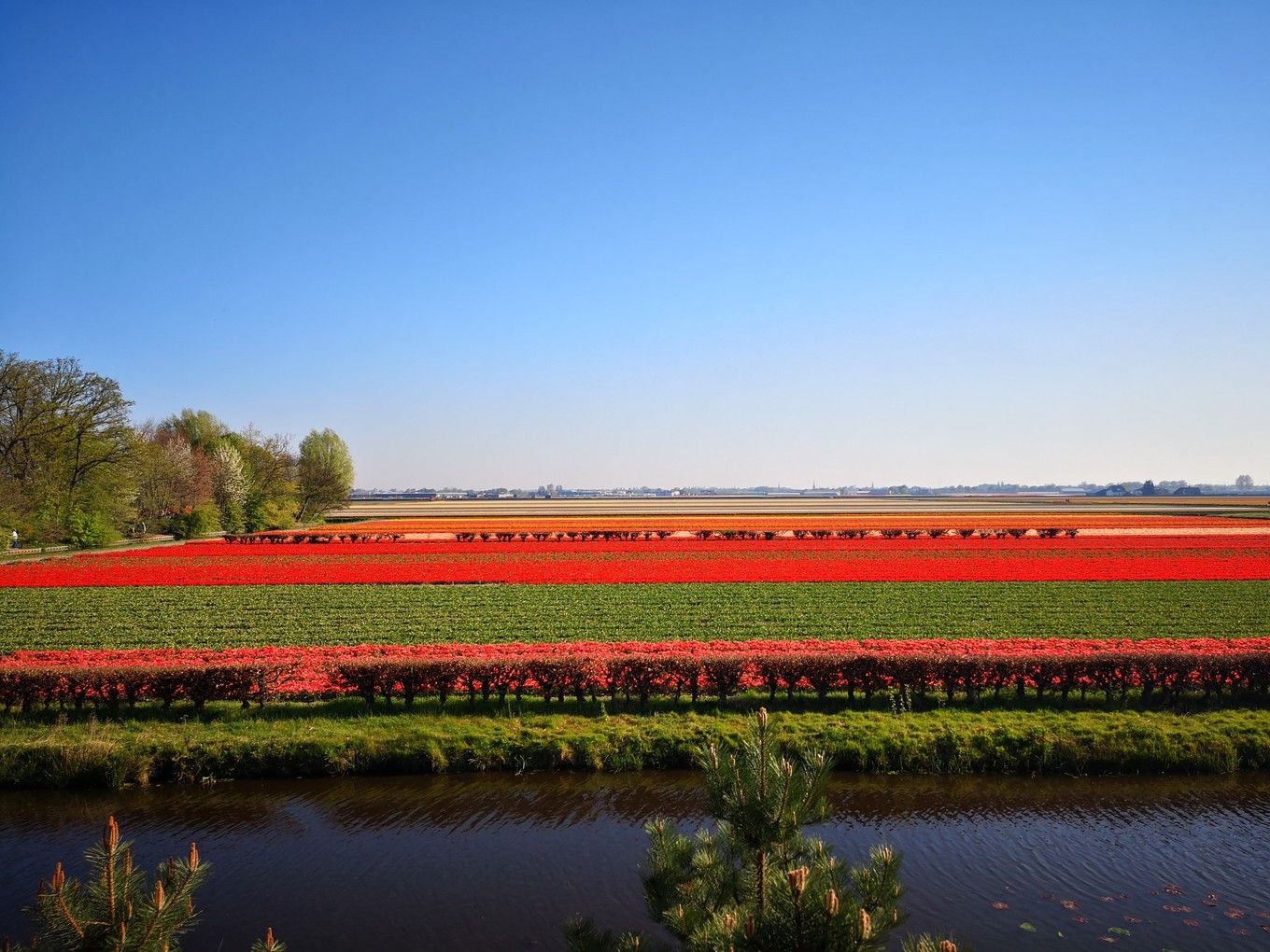 荷兰郁金香一日游攻略,荷兰郁金香旅游