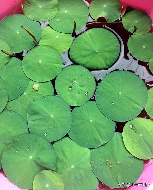 碗莲怎么养视频教程全集,碗莲怎样养才能开花多