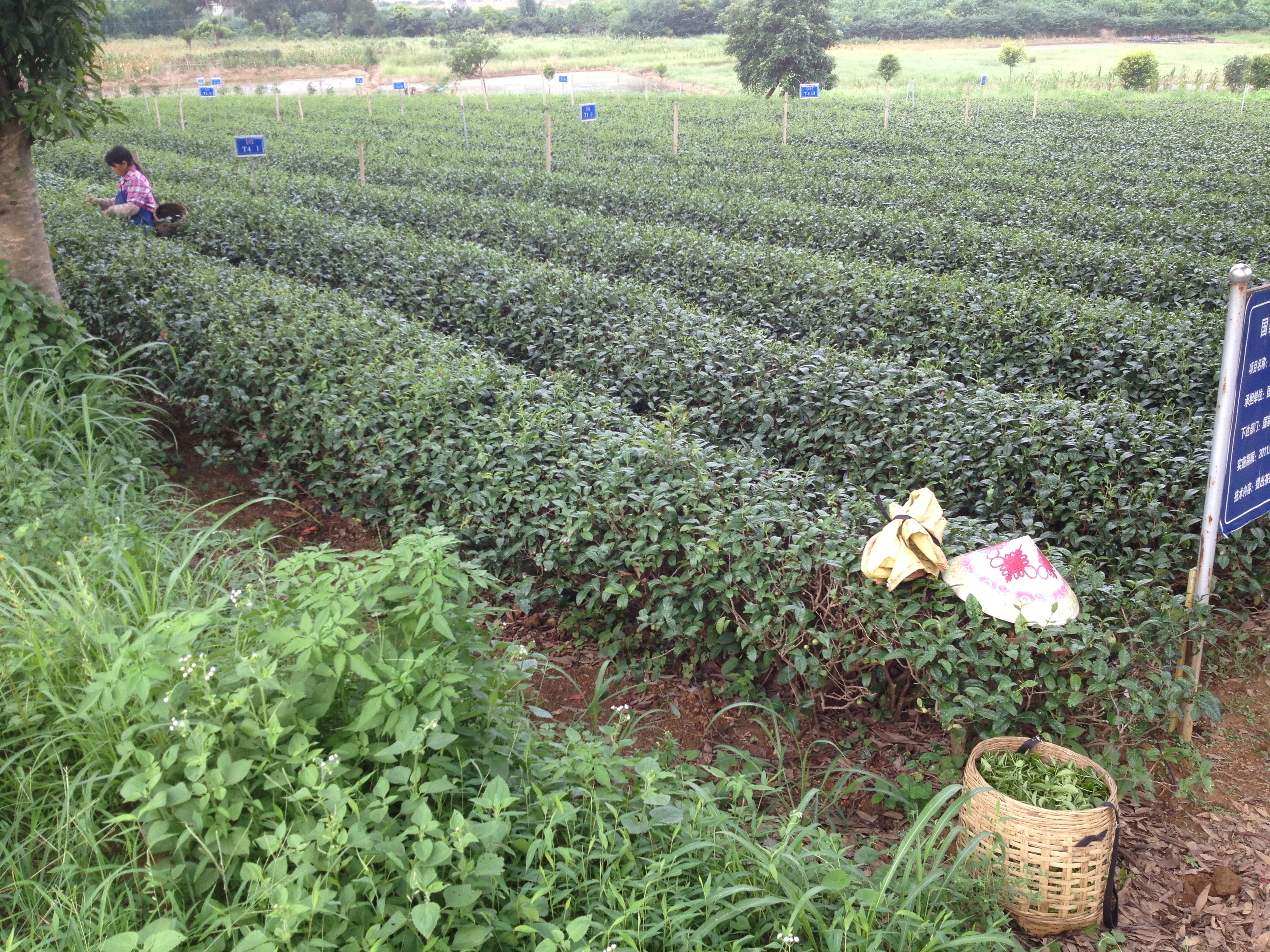 清远英德三日游攻略,英德三天两夜旅游攻略