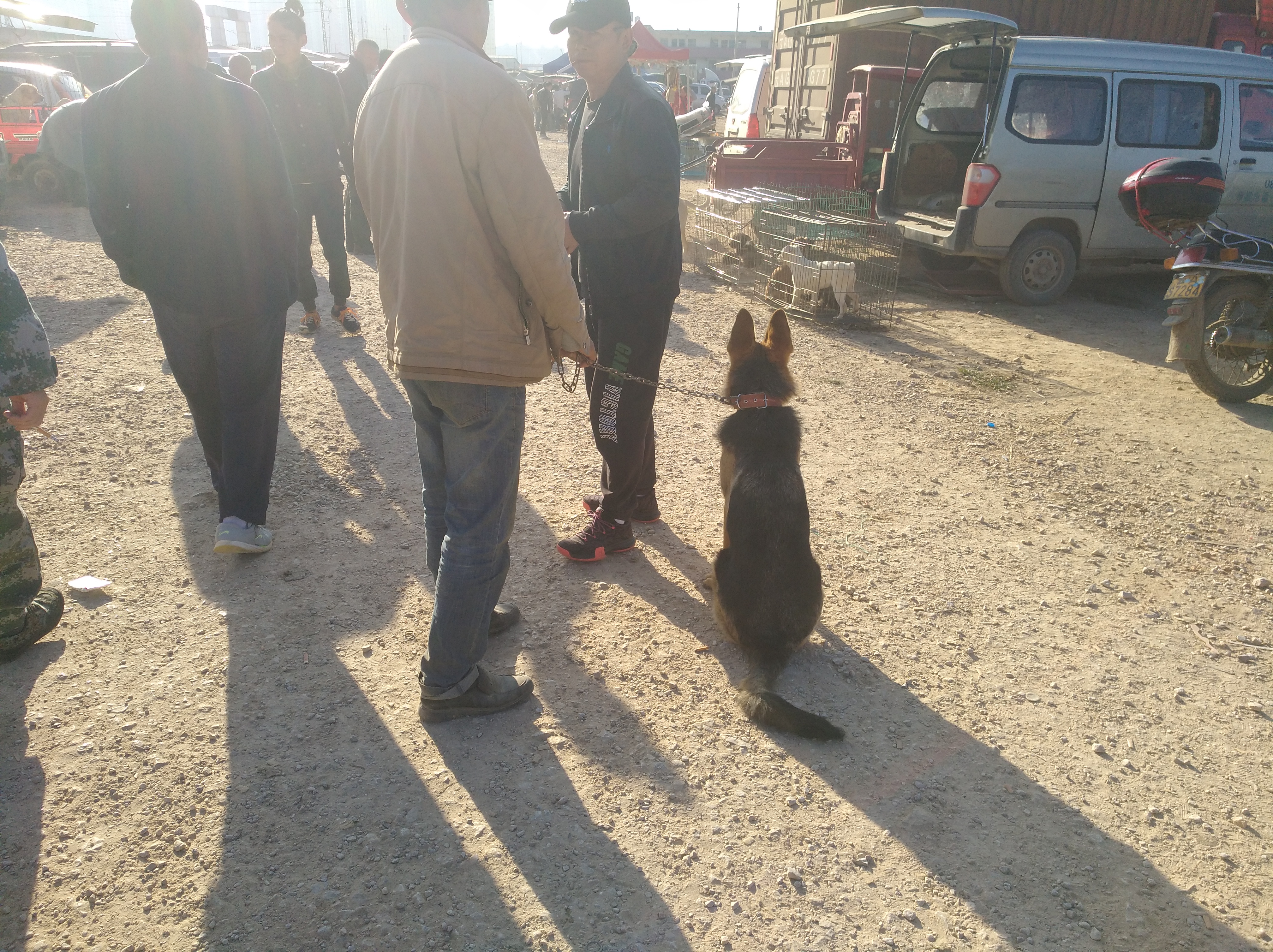 拆家狗狗被买走,德国牧羊犬拆家吗