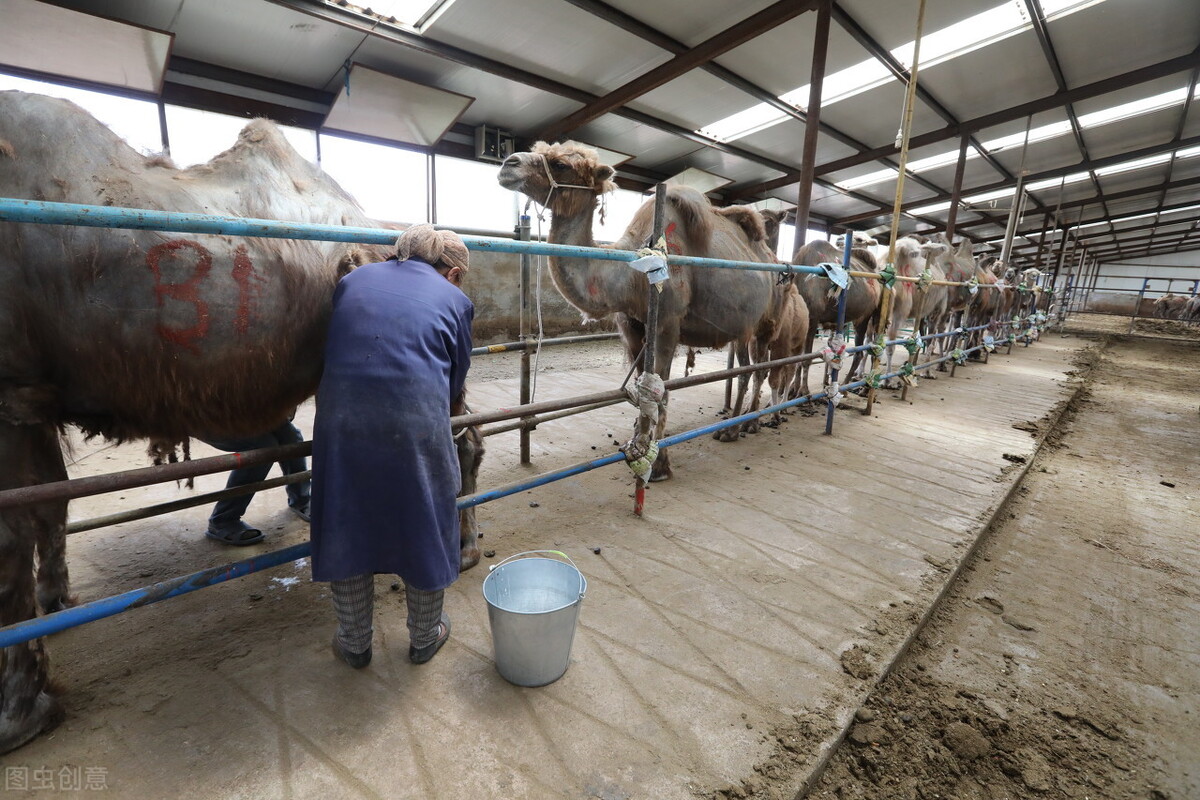 值得入手的羊奶,羊奶是贵的好还是便宜的好