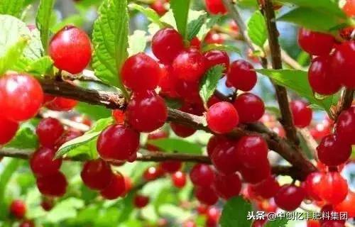 大棚樱桃从升温到成熟需要多少天,樱桃果树品种与成熟时间