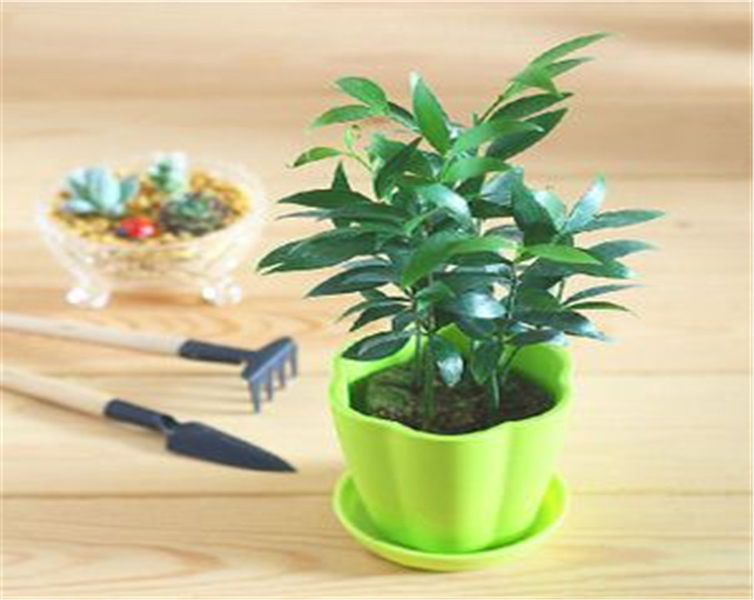 竹柏盆栽干枯,竹柏黄叶怎么补救最佳方法