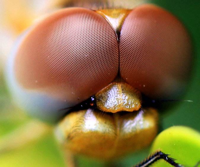 蜻蜓动漫电梯安全常识,蜻蜓动漫安全常识