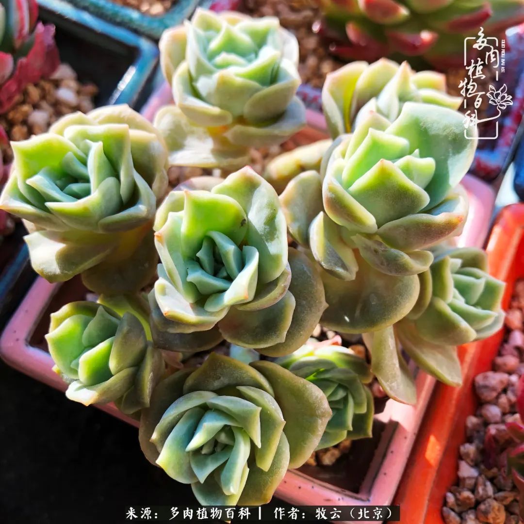 多肉植物生活,多肉生活充满诗意