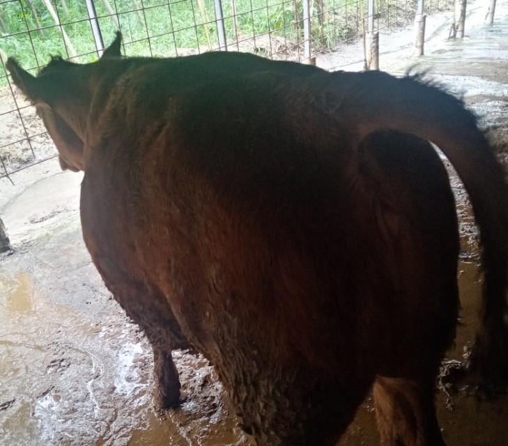 大型繁育母牛基地下犊,繁育母牛饲养技术书籍