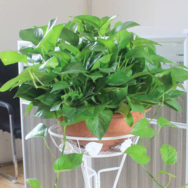 绿萝老化了怎么翻新,绿萝叶干烂了怎么回事