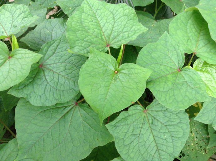 中药金荞麦,金荞麦什么样子