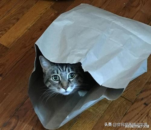 猫咪为什么超爱吃甜食呢,猫咪为什么爱吃肉