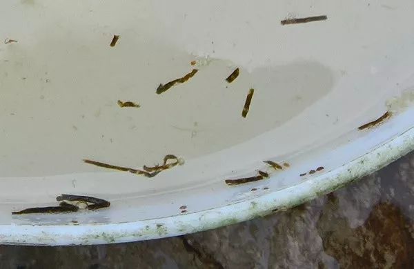 南美白对虾没肠道什么原因,南美白对虾肝脏肠道发红怎么处理