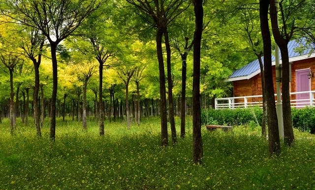 天津津北森林,天津七星岛湿地风景区