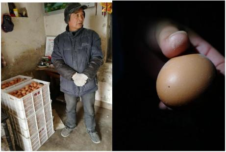 鸡虱子叮人怎么根除,鸡虱子跑到家里到处都是怎么办