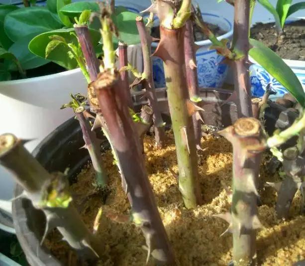 这6种碎渣渣，养花当土又当肥，比激素还有劲儿