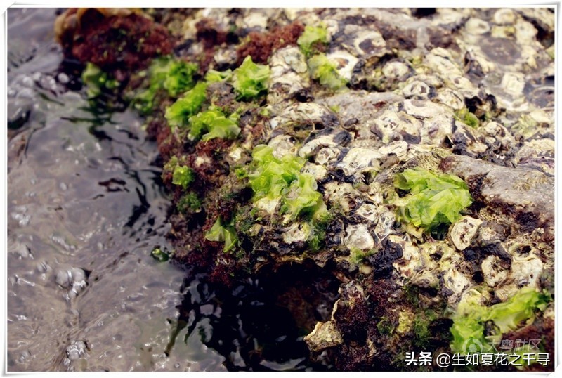 深圳市杨梅坑美人鱼拍摄基地,深圳大鹏杨梅坑美人鱼拍摄地点