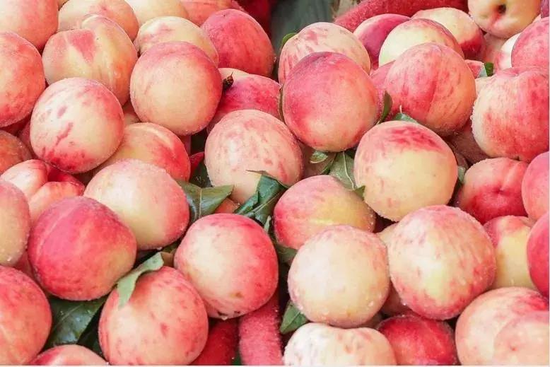 洛阳葡萄采摘最佳地点,最新洛阳附近可以采摘桃子的果园