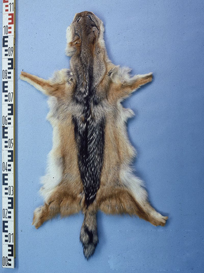 黑背胡狼智谋最高吗,黑背胡狼的弱点