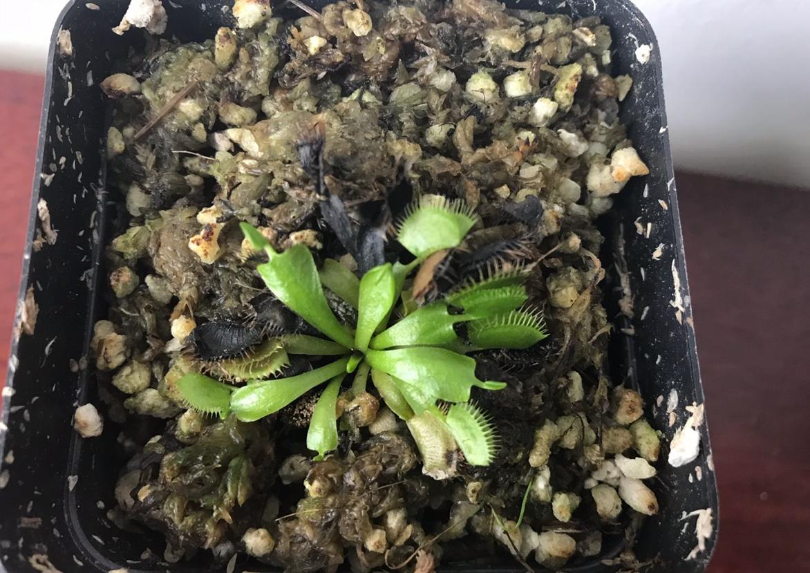 隐翅虫的毒性有多强,隐翅虫黑色的幼虫有毒吗