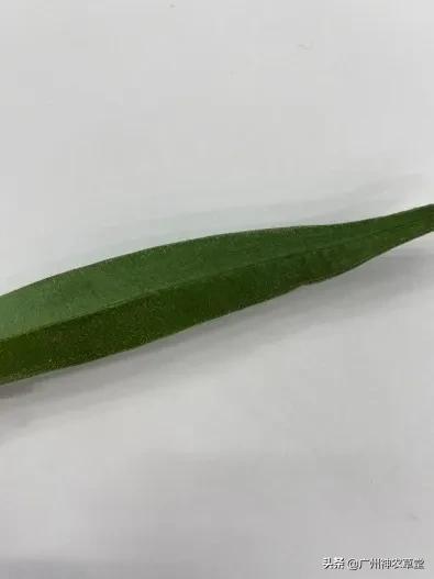 秋葵和曼陀罗长得像吗,如何辨别曼陀罗和龙葵