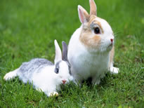 春季喂羊的正确方法,喂兔注意事项