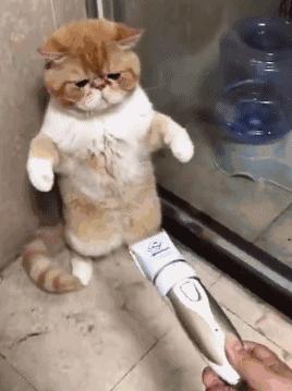 猫毛进肺辟谣,猫毛吸进肺里怎么办