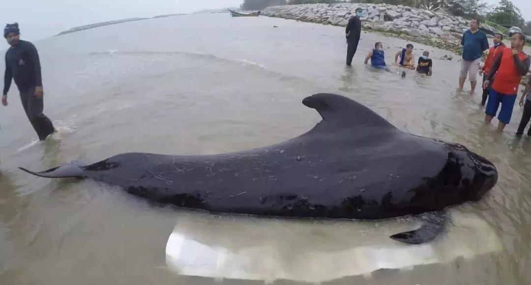 清华大学研发塑料分解新途径，“变废为宝”后每吨大约赚350美元