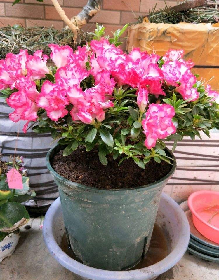 养好杜鹃花的秘诀,养好杜鹃的方法