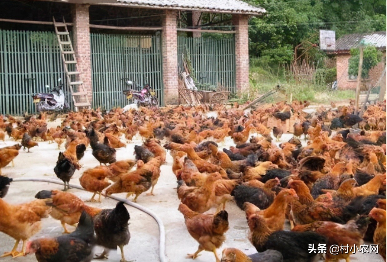 适合农村创业养殖项目有哪些,在农村创业养殖项目怎么做