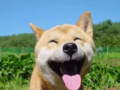 显微镜下的三千大千世界,显微镜下的世界是精美绝伦的