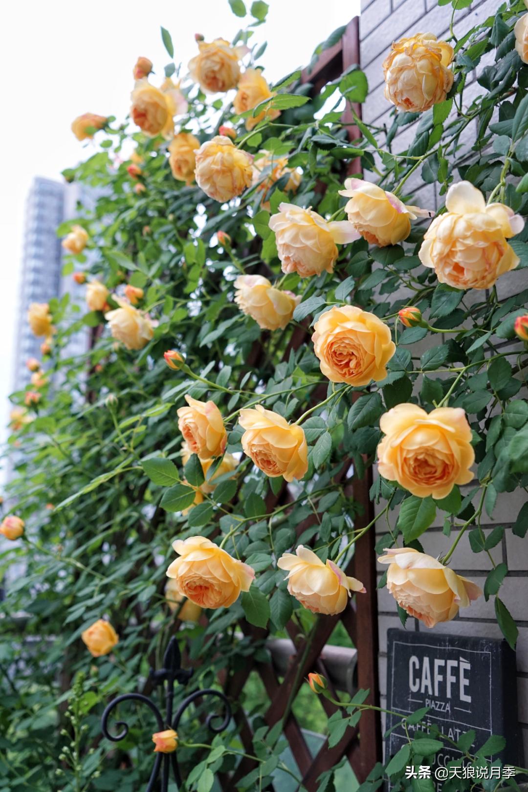 如何打造四季开花的花园,如何打造四季都有花的花园