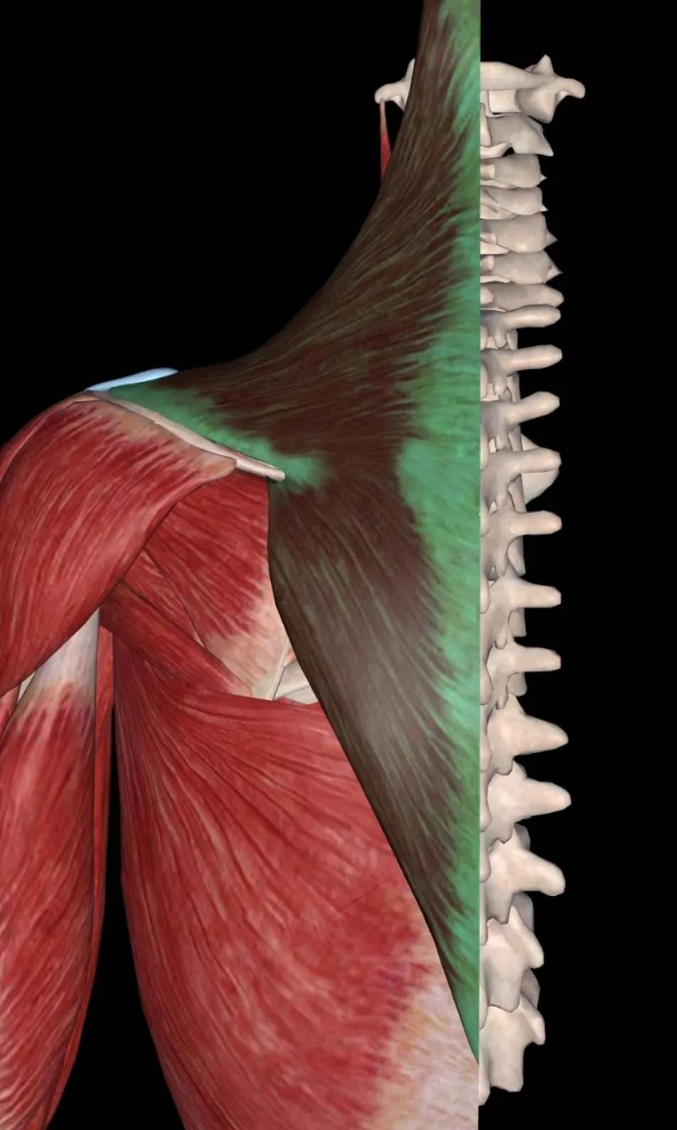 中医不是慢郎中第一集,中医不是慢郎中央视十套