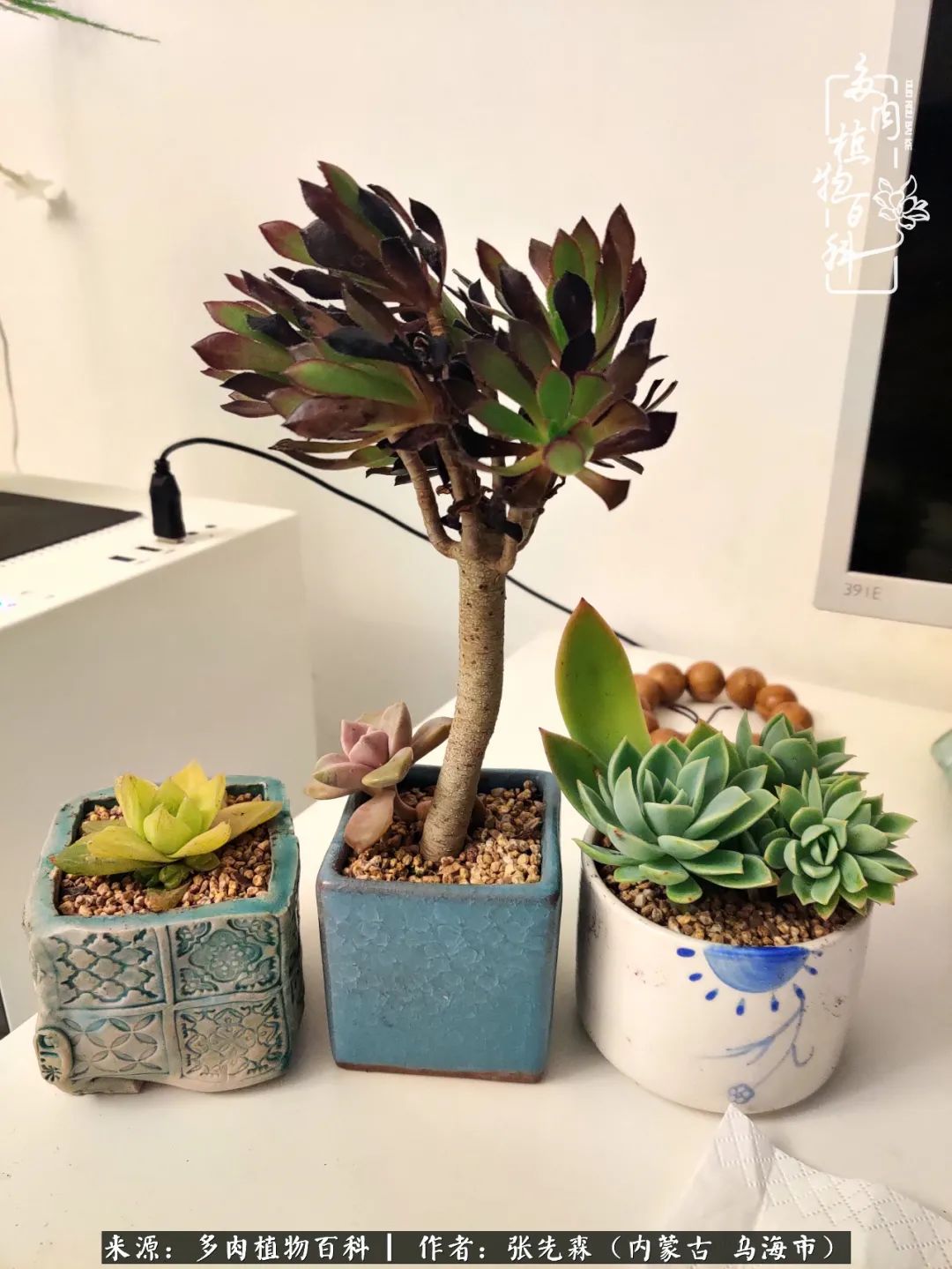 吸取教训，不断探索，英语老师的多肉碎碎念