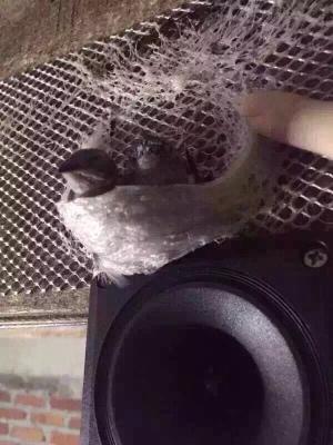 真燕窝和假燕窝的口感区别,印尼燕窝和马来燕窝有什么区别呢