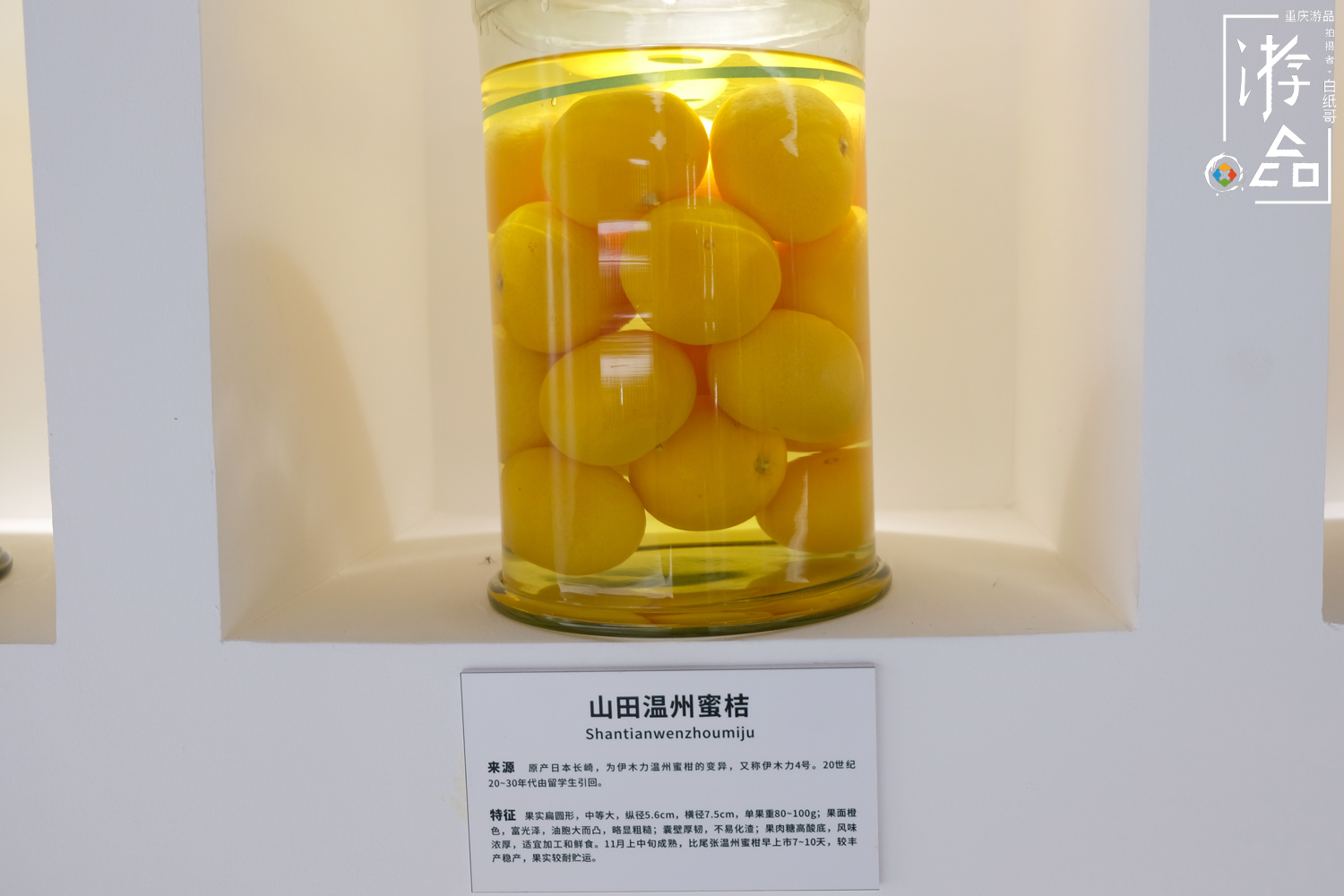 柑橘一共有多少种？很难数清，但三峡橘乡重庆忠县能告诉你答案