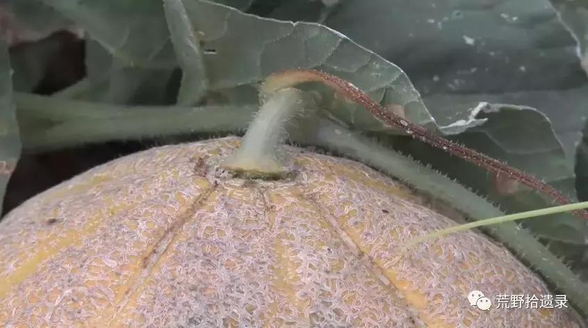 四川适合种植哈密瓜甜瓜品种,甜瓜种植技术新疆哈密瓜