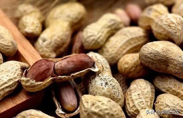 花生的管理方法及注意事项,花生苗移栽时应注意些什么