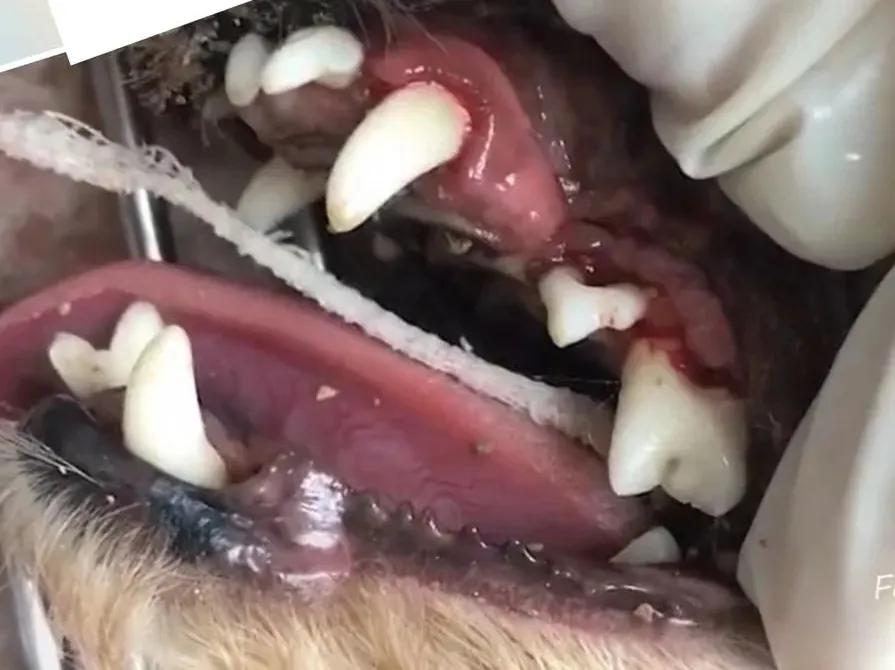 猫咪蛀牙可以洗掉吗,猫咪牙齿蛀牙怎么办