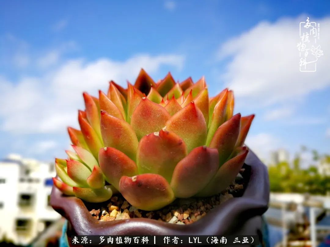 养多肉一年花了3万,养多肉一千多盆