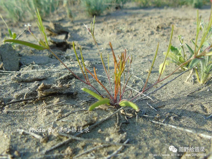 荒野拾遗录,荒野拾遗录完整