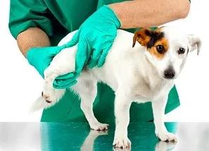 狗狗腿瘸微量元素和维生素吃哪个,狗狗吃了海苔腿瘸了怎么恢复